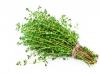 Thyme: medicinal properties and contraindications
