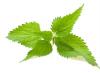 What herbs are suitable for the treatment of endometriosis and adenomyosis?