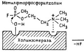 Senyawa organofosfat dan definisinya dalam produk pangan