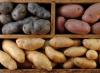 لماذا لا تنمو البطاطس في الحديقة: ماذا تفعل لماذا تنمو البطاطس الصغيرة في داشا