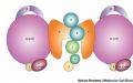 Реплікація в біології – це важливий молекулярний процес клітин організму.