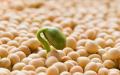 Apakah perlu dan bagaimana cara merendam kacang polong sebelum ditanam?