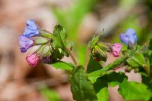 Lungwort: medicinal properties and contraindications, use in traditional medicine and cosmetology Lungwort diseases and their treatment