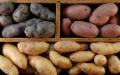 Mengapa kentang tidak tumbuh di kebun: apa yang harus dilakukan Mengapa kentang kecil tumbuh di dacha