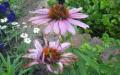 Diseases and treatment of asters - why is it not always possible to get by with drugs alone?