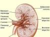 Basic facts about kidneys and their diseases Symptoms depending on the disorder