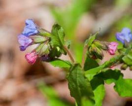 Lungwort: medicinal properties and contraindications, use in folk medicine and cosmetology Lungwort diseases and their treatment