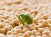 Is it necessary and how to soak peas before planting?