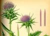 Milk thistle, contraindications and side effects Taking milk thistle contraindications