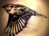 Slavic mythology.  Sparrow.  Sparrow Tattoo Meaning Sparrow Tattoo Meaning